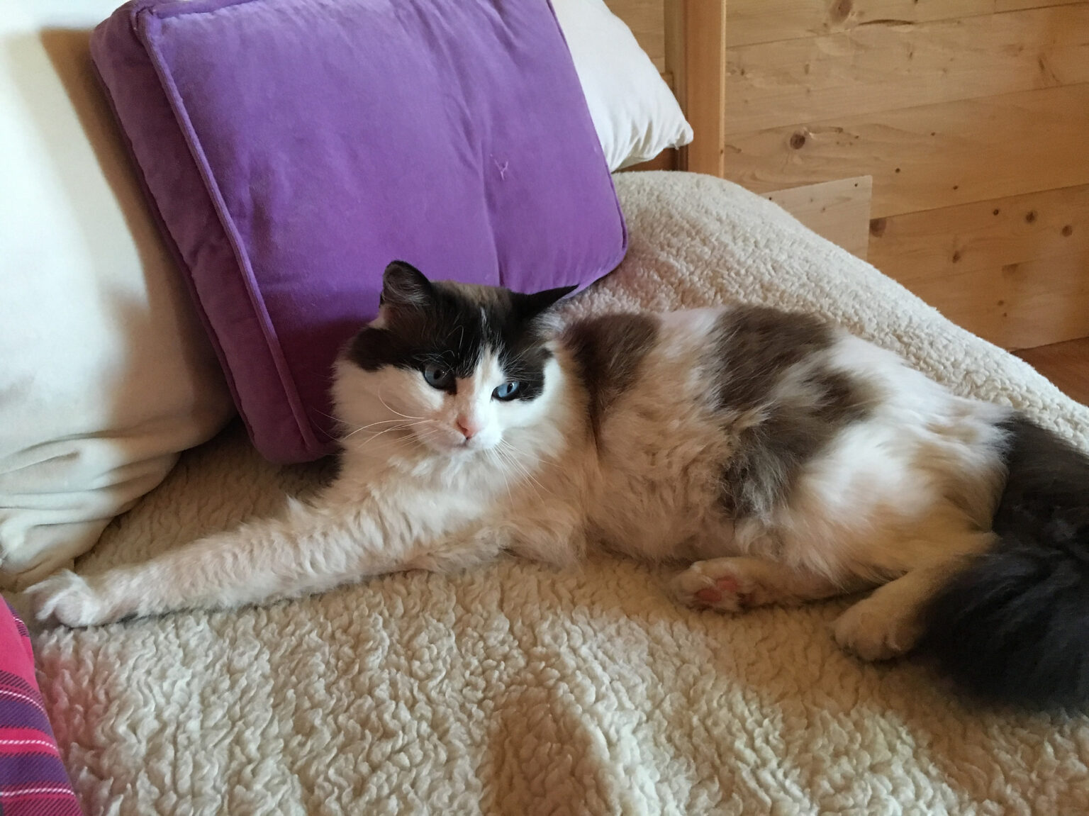 gatto in appartamento in Valmalenco