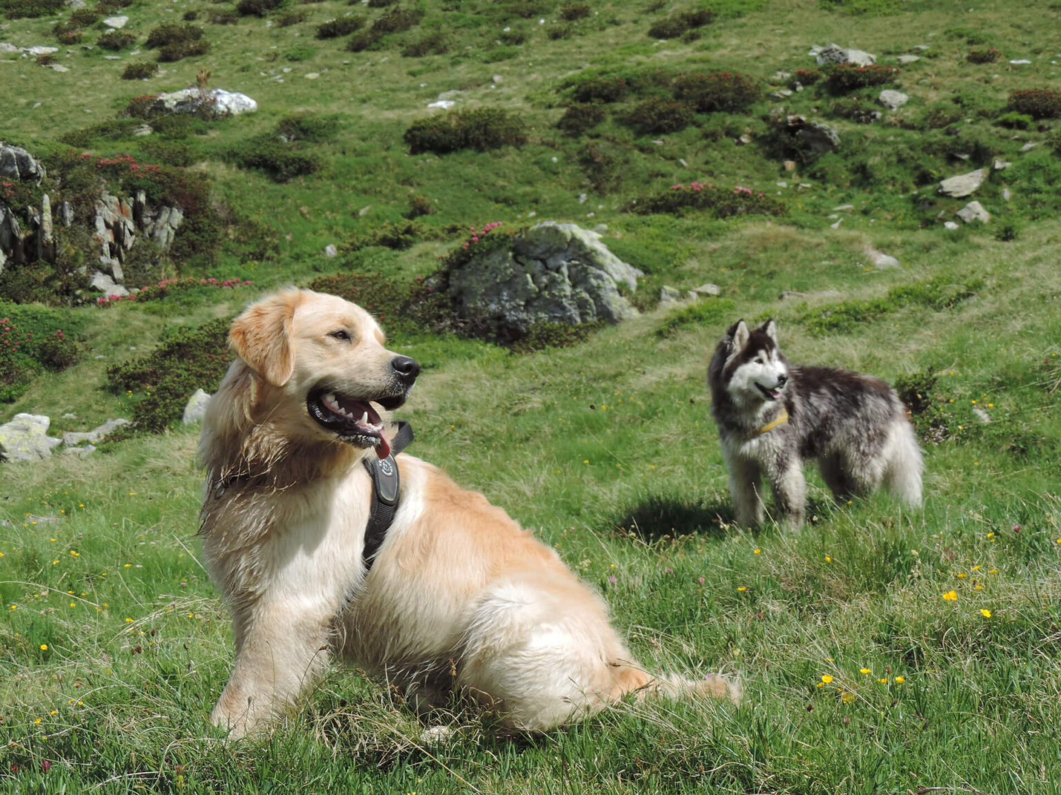 appartamenti per friendly in Valmalenco