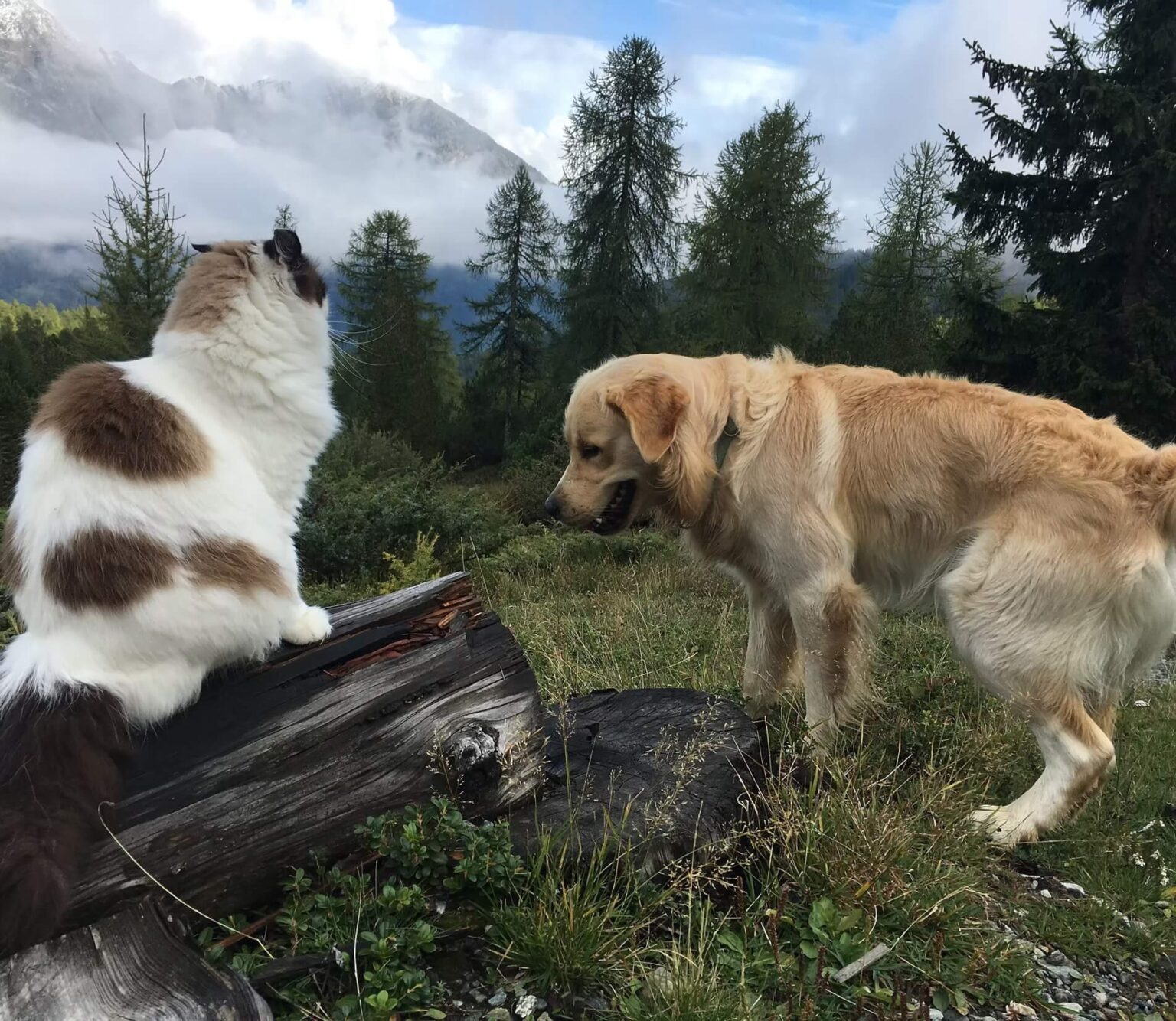 cani e gatti ammessi in appartamento in Valmalenco